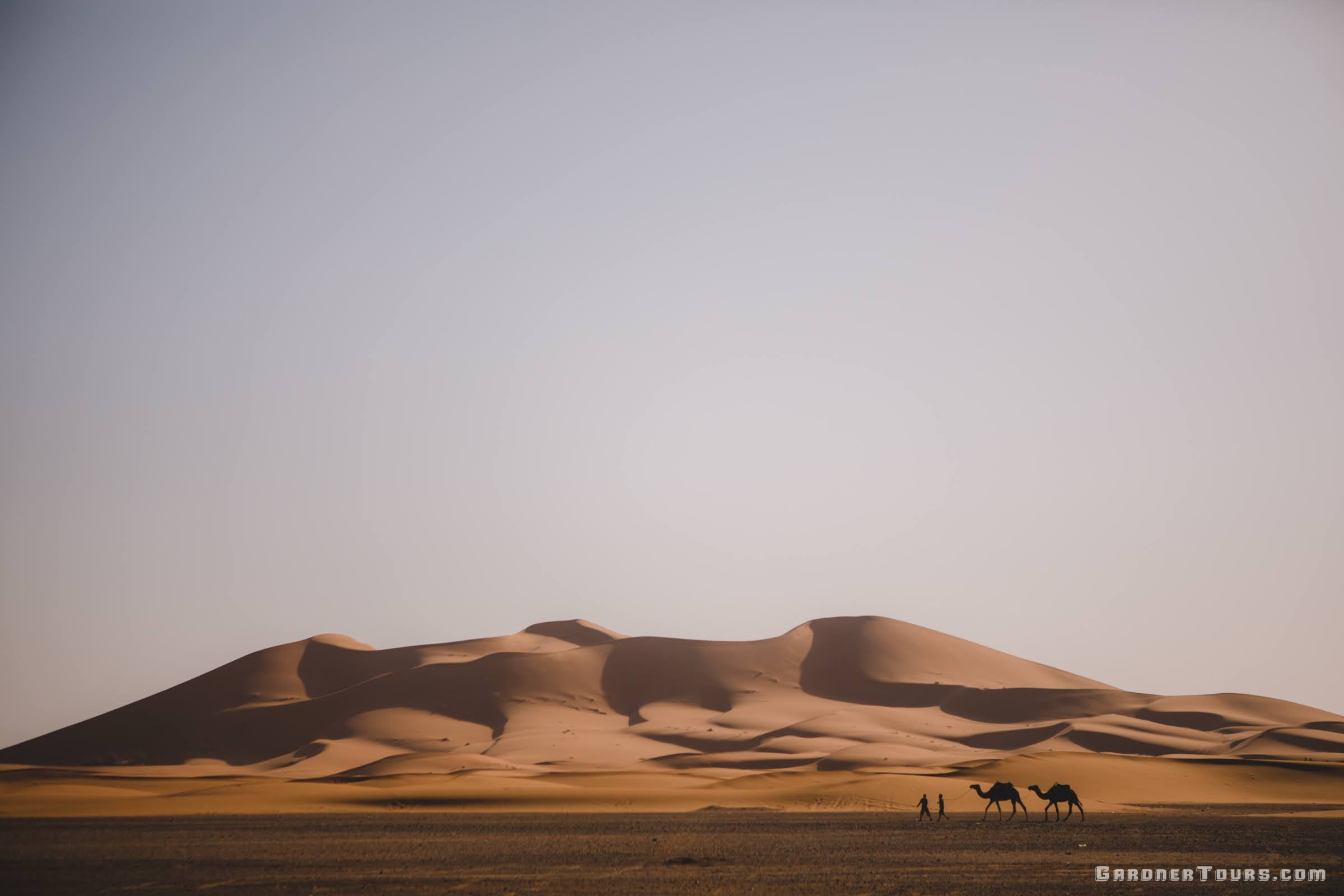 A wide view of the Sahara Dessert Dunes and two camels walking to the left behind their owners in Merzouga Morocco