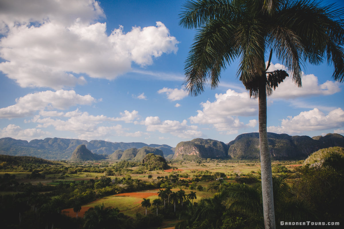 Panoramic view of green mogote mountains and palm trees in Viñales Valley Cuba under a bright blue sky