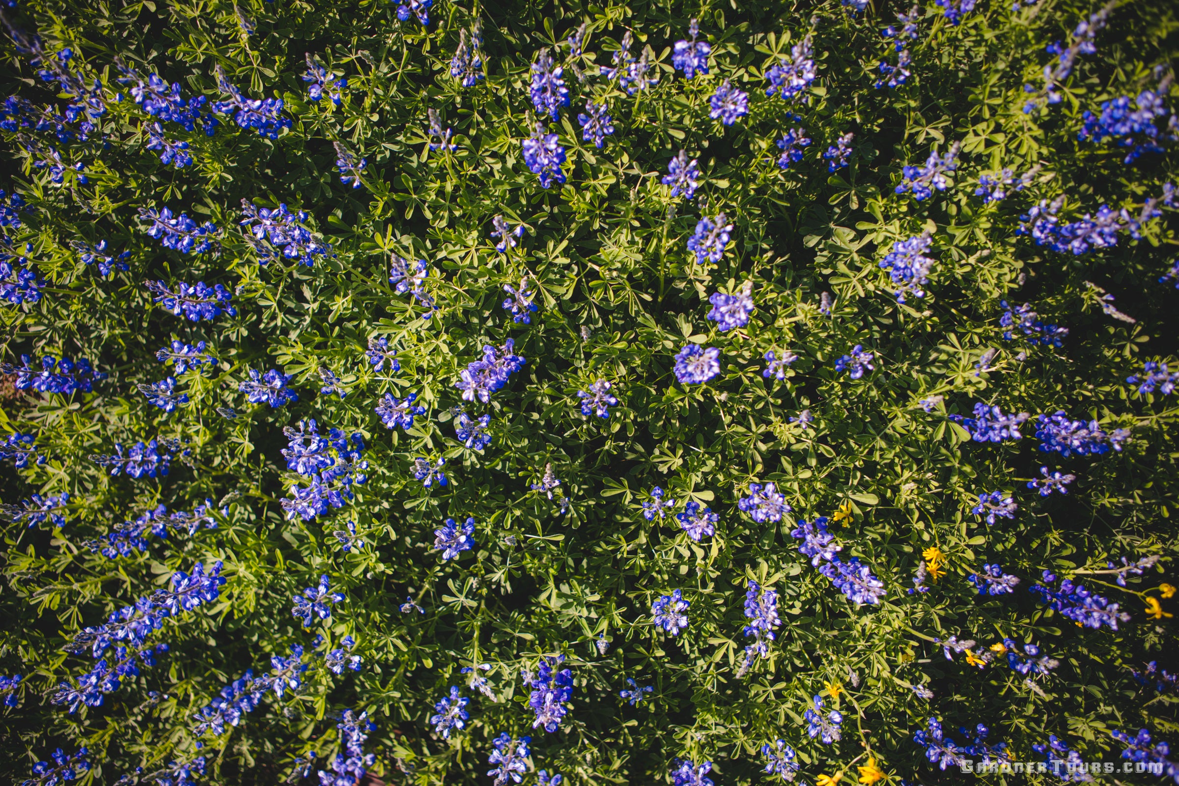 A view of a field full of bluebonnet flowers from the sky looking down.