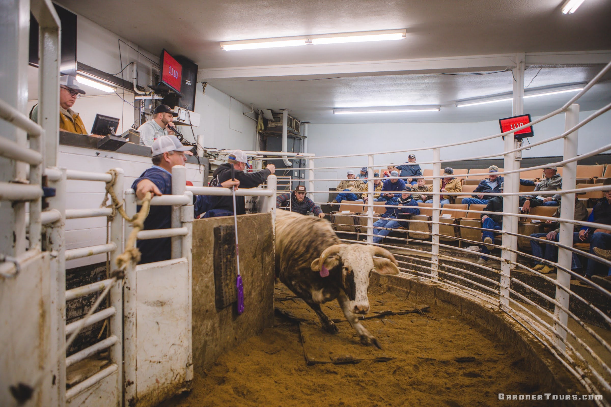 Bull in a pen with spectators watching at a livestock auction in Buffalo Texas