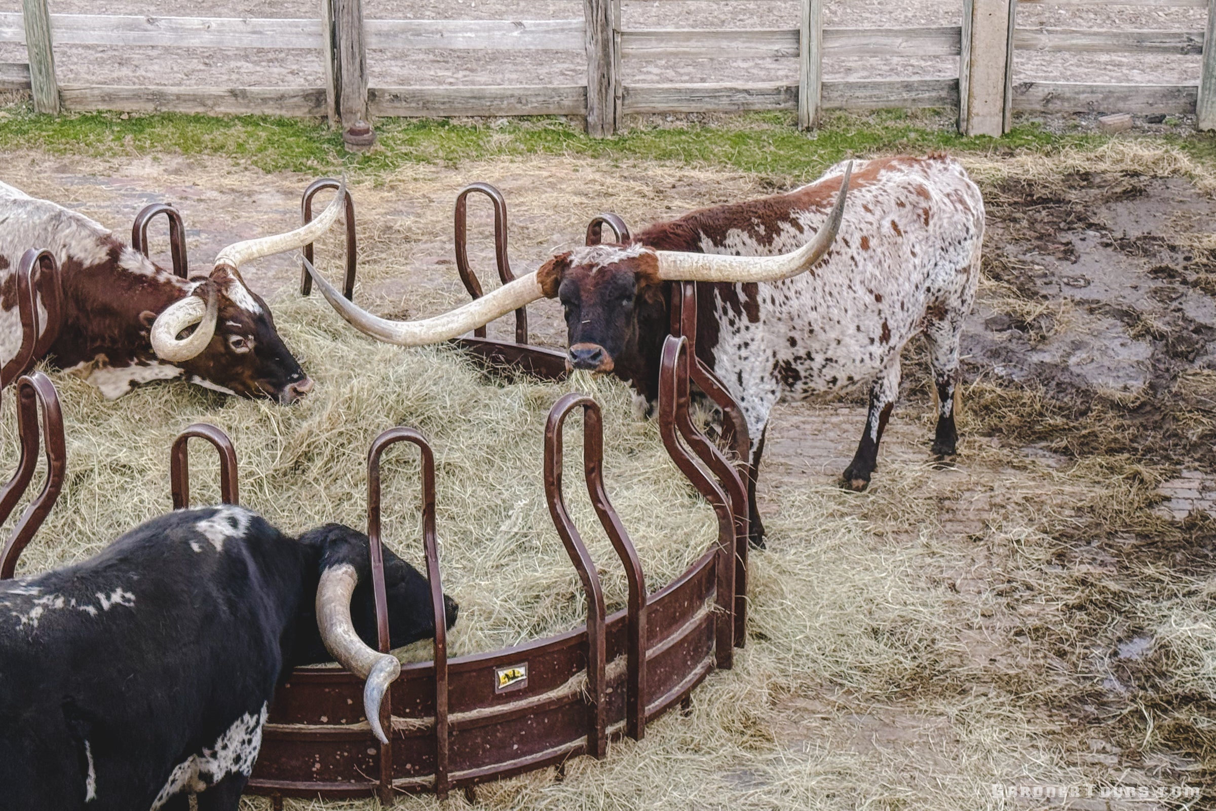 Three Texas longhorns eating hay on a ranch near Centerville during the Gardner Tours True Texan Tour.