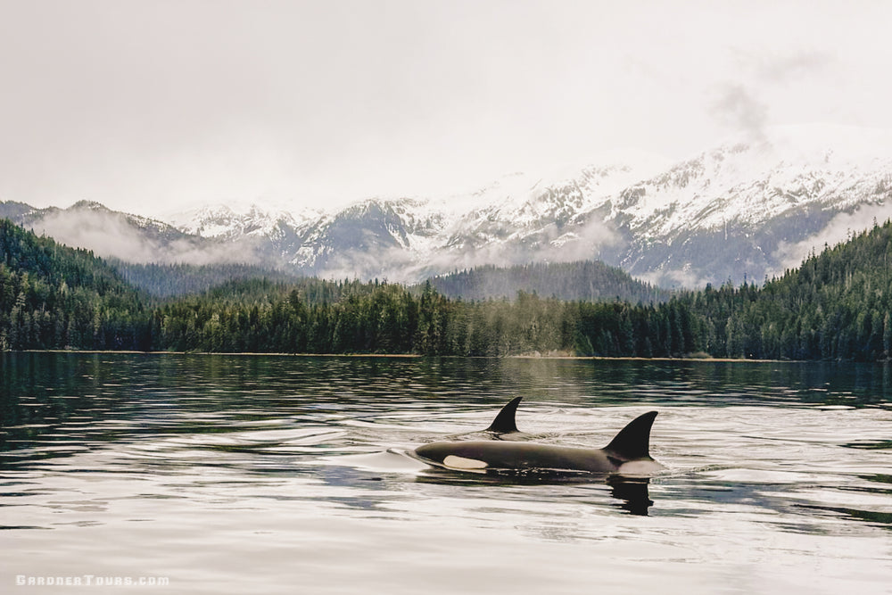 Two Orca whales surfacing in calm water with misty, snow-covered Alaska mountains in the background.