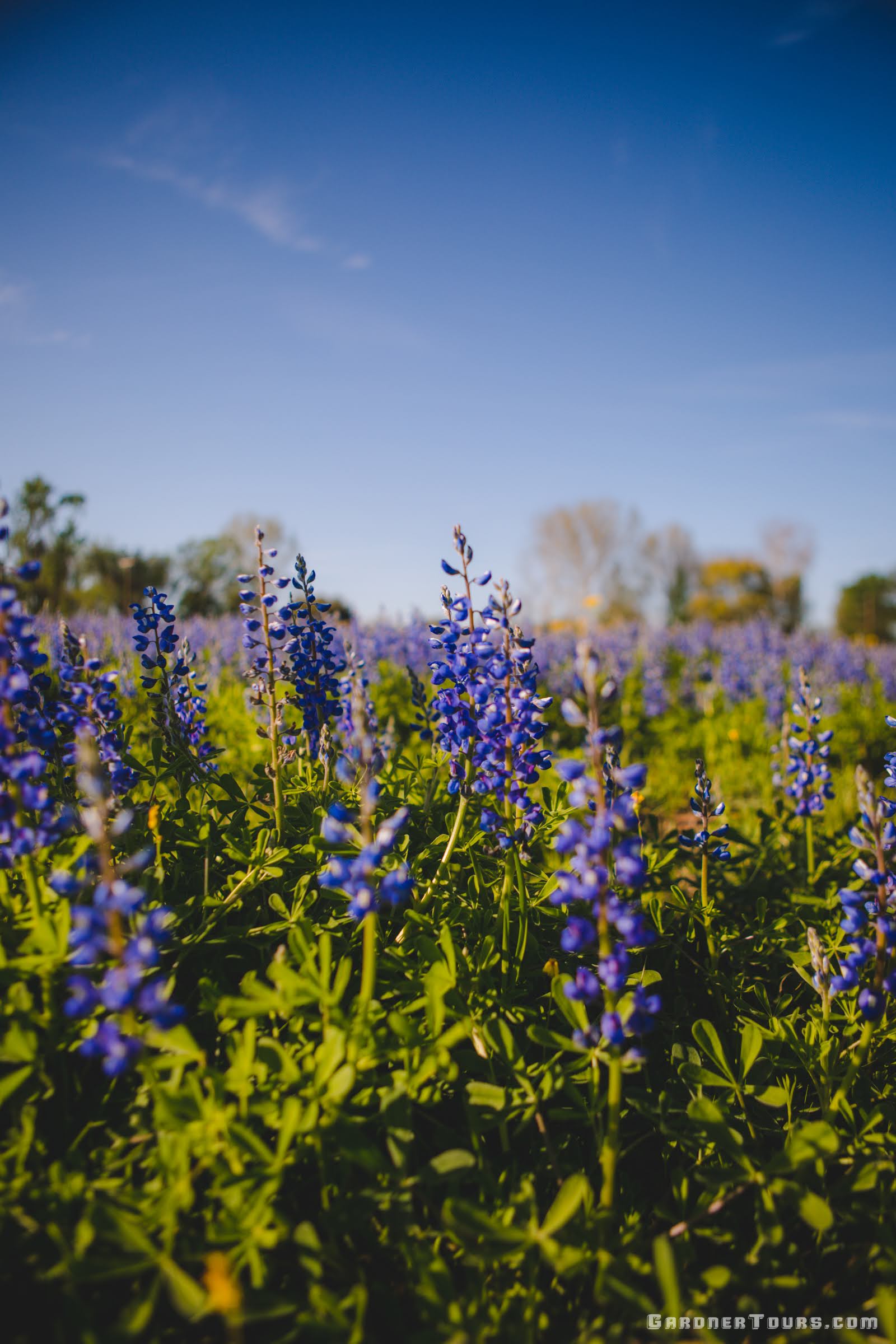 Close up of field full of bluebonnets blooming outside Centerville, Texas.