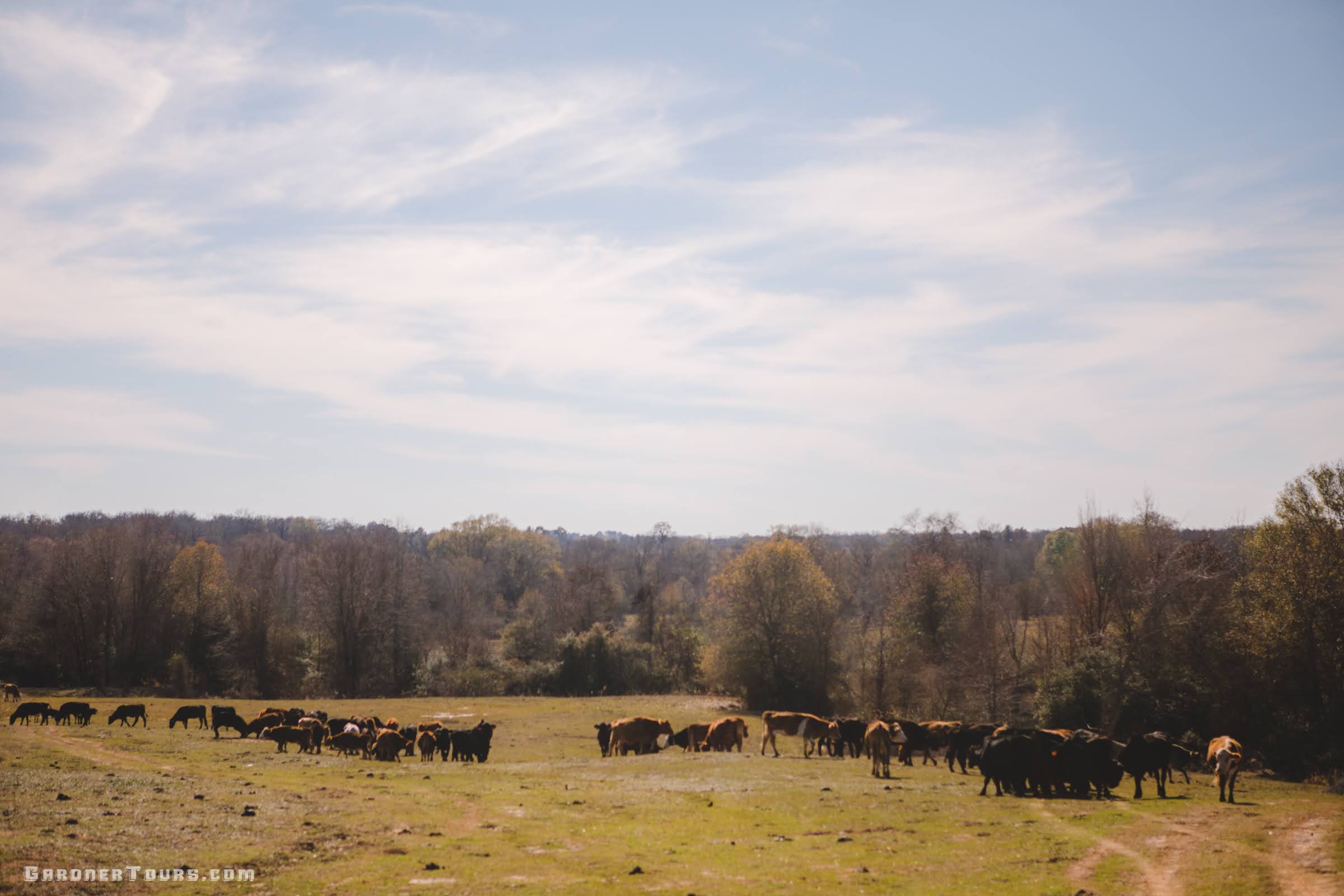 Herd of cows out in the pasture of a ranch outside Centerville, Texas.