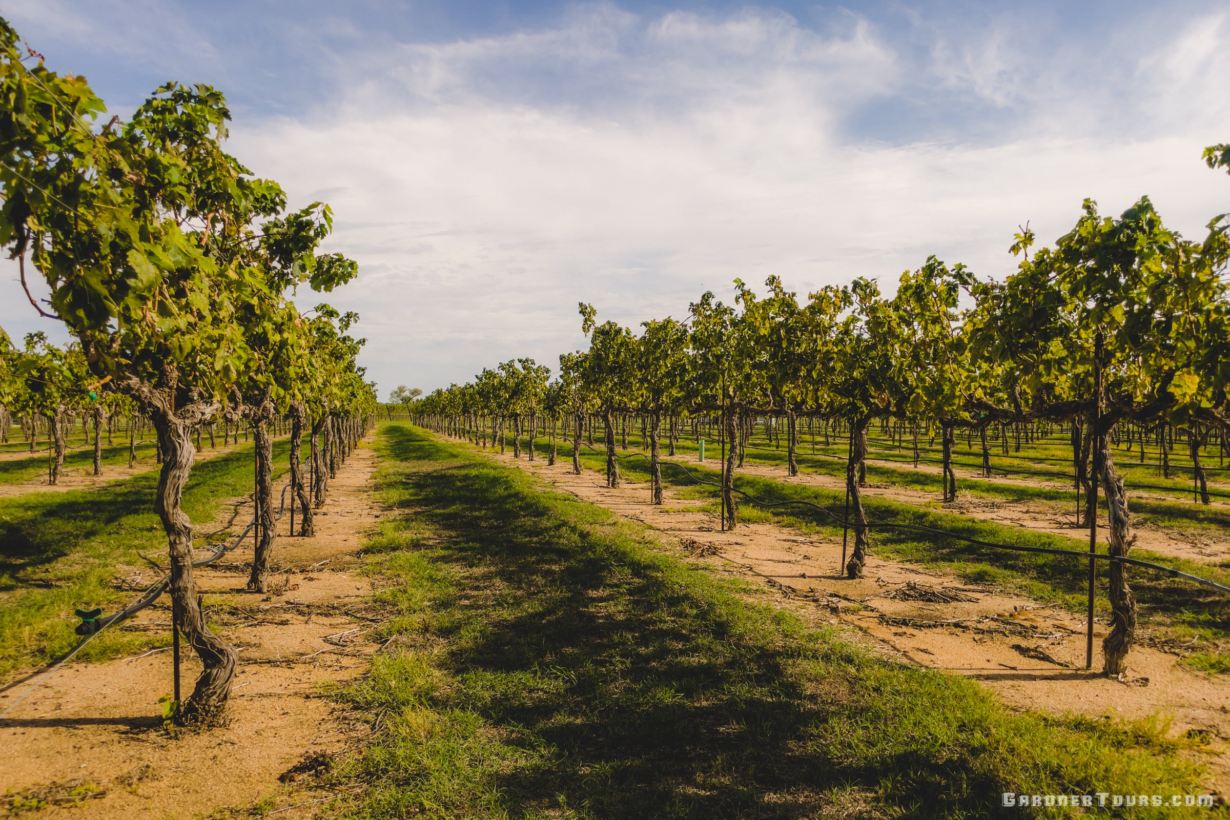 Vineyard with rows of grapevines under a blue sky with clouds.