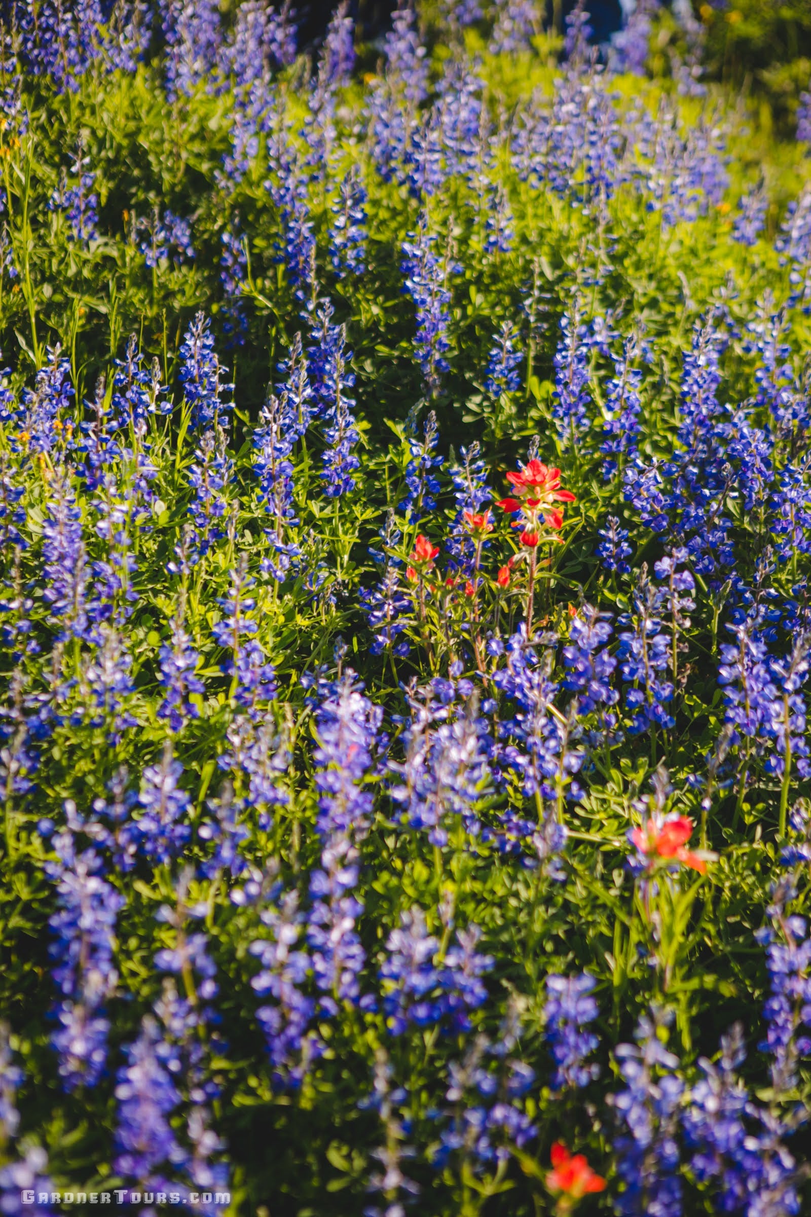 Close up of field full of bluebonnets and indian paintbrushes blooming outside Centerville, Texas.
