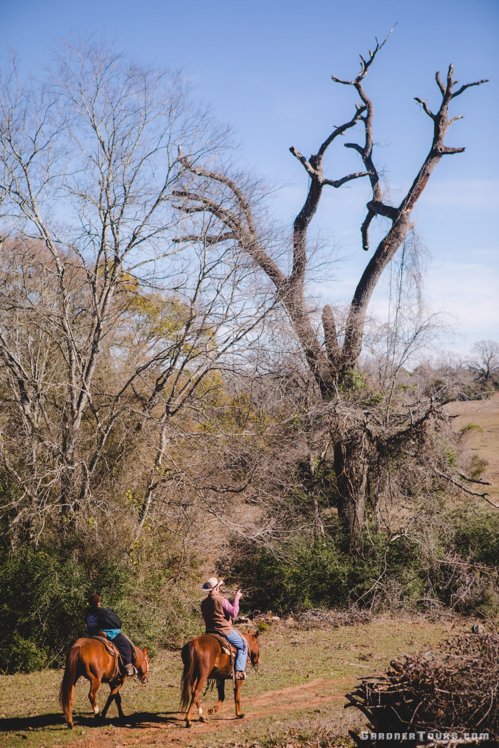 Two people riding horses in a natural landscape with trees and open space.