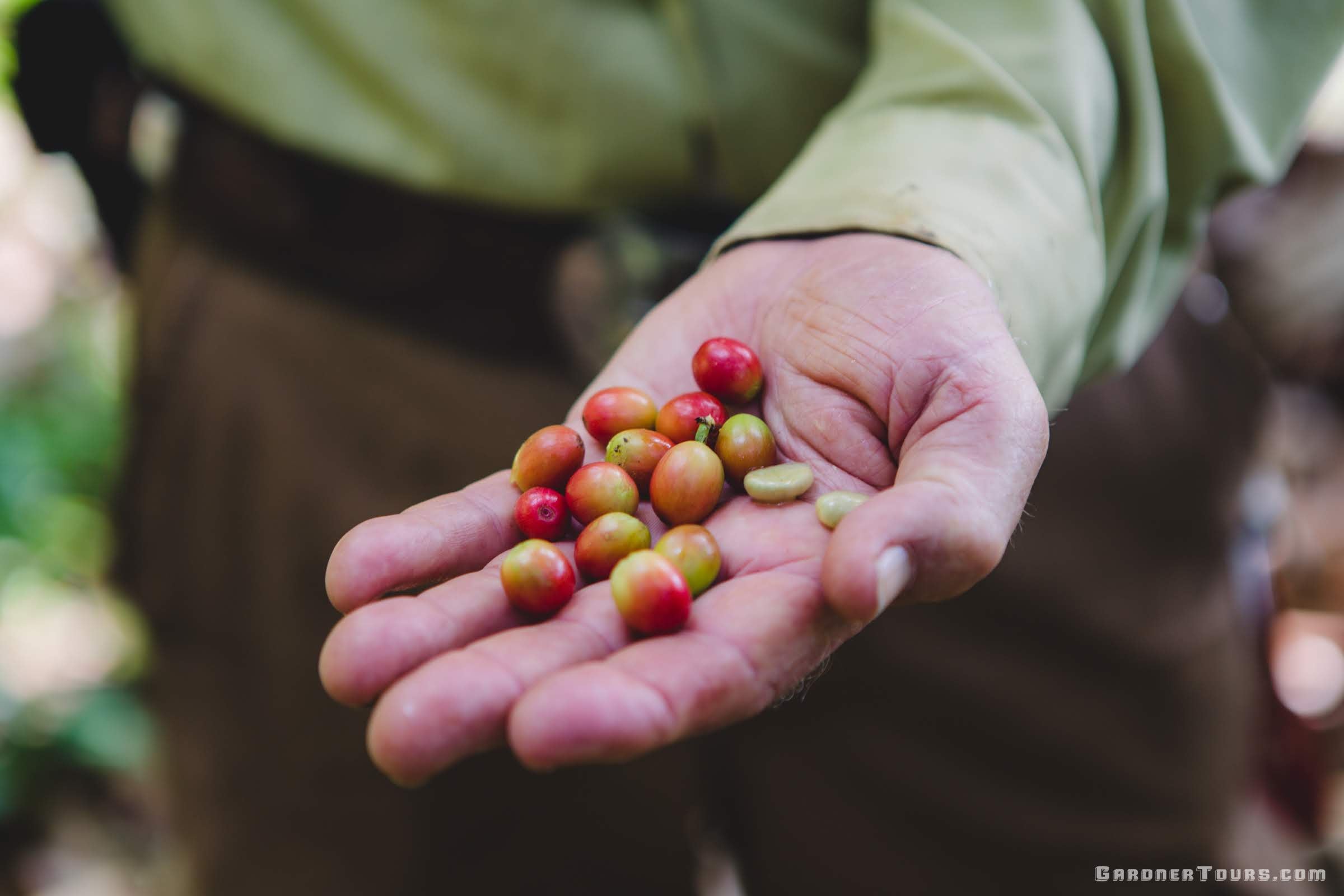 Learning about Cuban Coffee from a Local Farmer in Vinales, Cuba