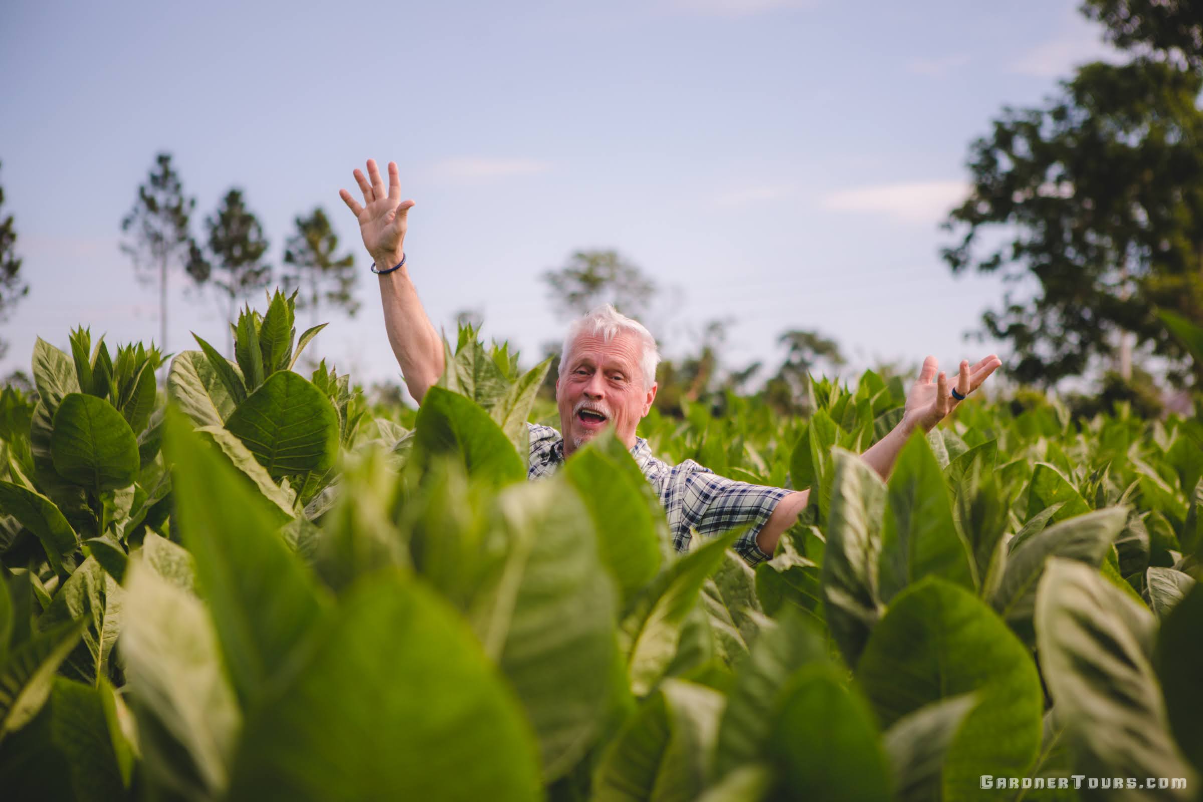 Man Happy about Standing in Tobacco Field in Pinar del Rio, Cuba
