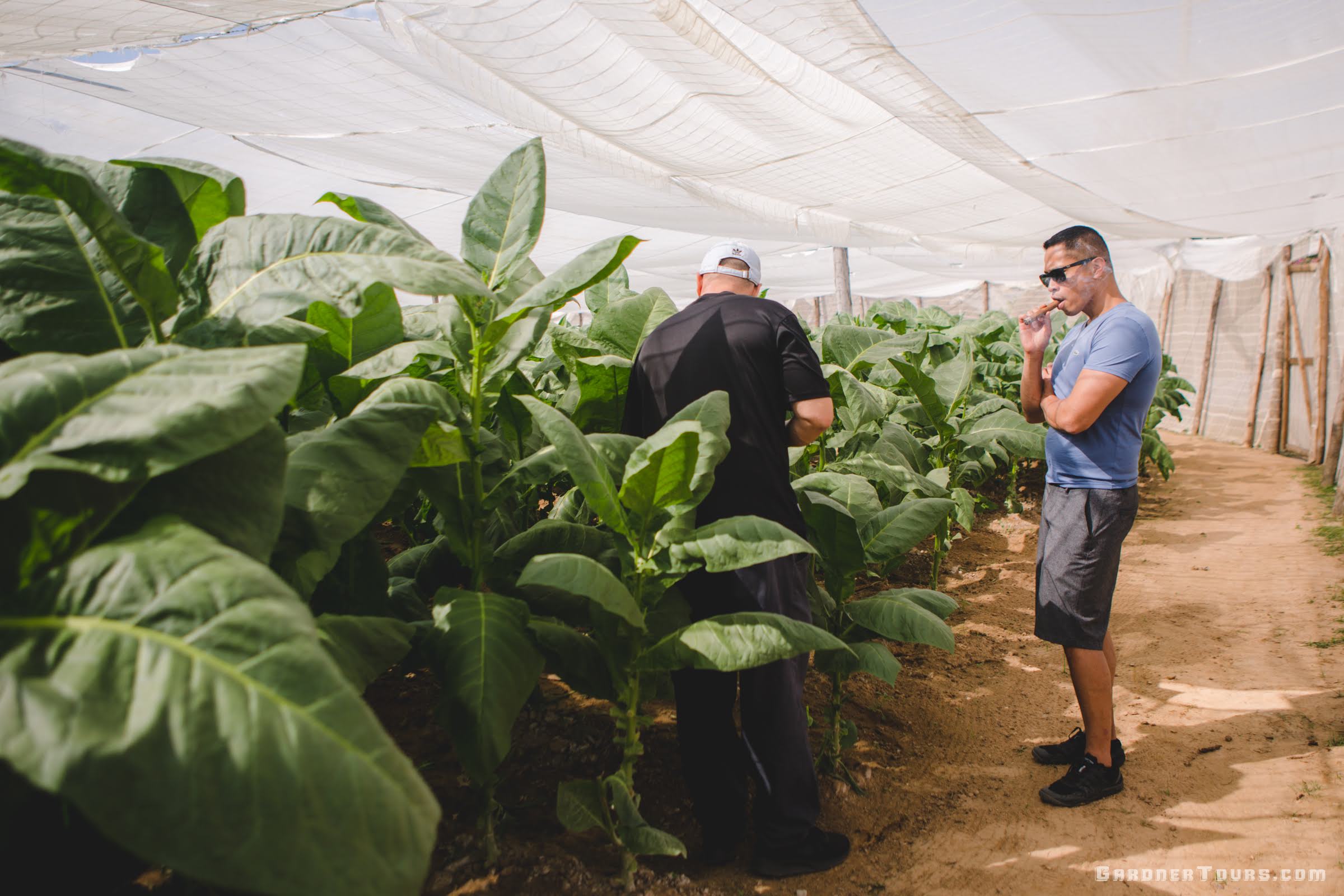 Man smoking a cigar and learning about Cuban Tobacco Farming in Pinar del Rio, Cuba