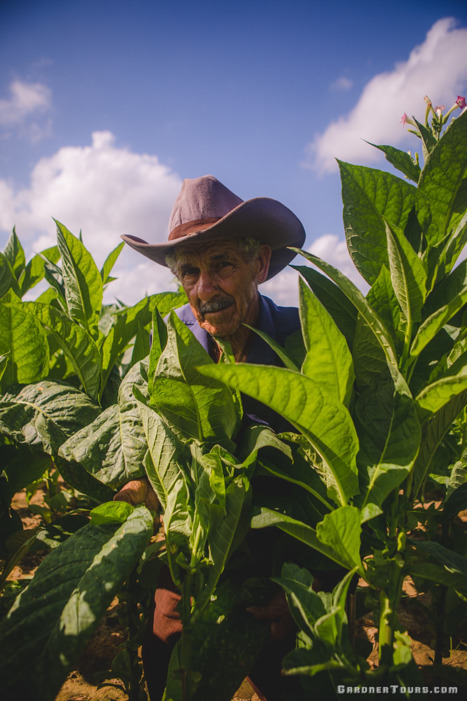 Old Man and Cuban Tobacco Farmer Harvesting in Field at Finca Montesino in Pinar del Rio, Cuba