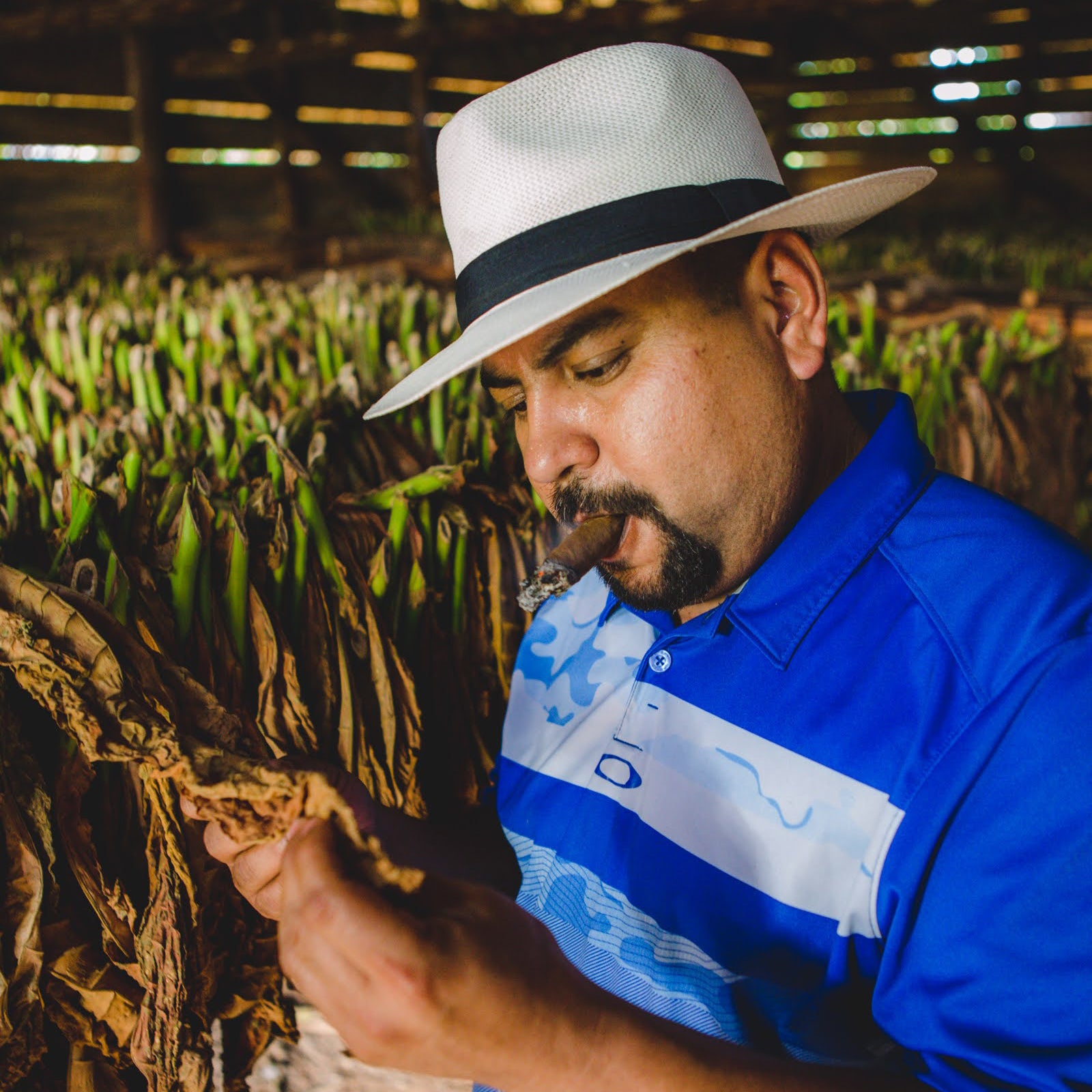 Gardner Tours Premium Cuba Cigar Tour Latino man in a blue shirt and a white Panama Jack hat inspecting tobacco in a tobacco house while he smokes a cigar in Vinales Cuba