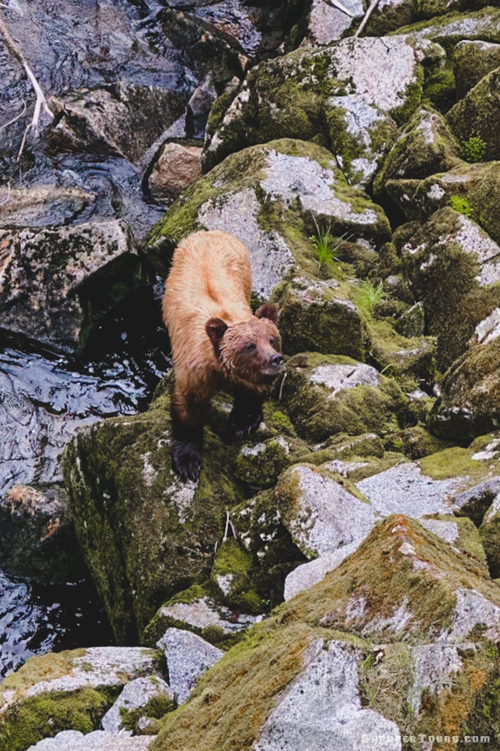 A wild brown bear navigating mossy rocks along the shoreline of Southeast Alaska.