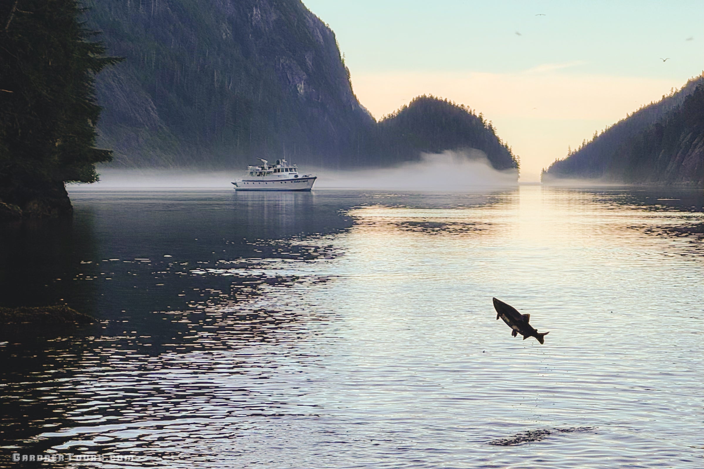 A wild salmon jumping out of the water in a misty Alaskan fjord with a luxury yacht at anchor in the background.