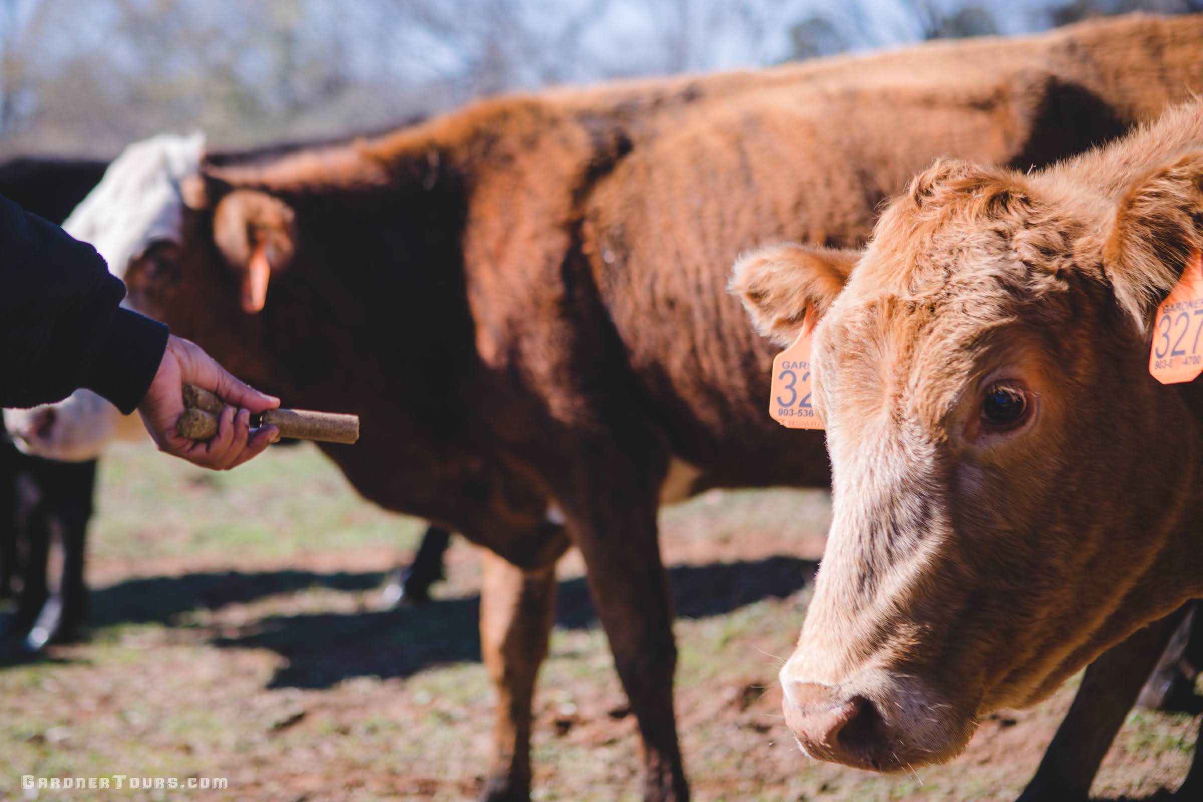 A hand reaches out to feed cubes to a cow on a ranch outside of Centerville, Texas.