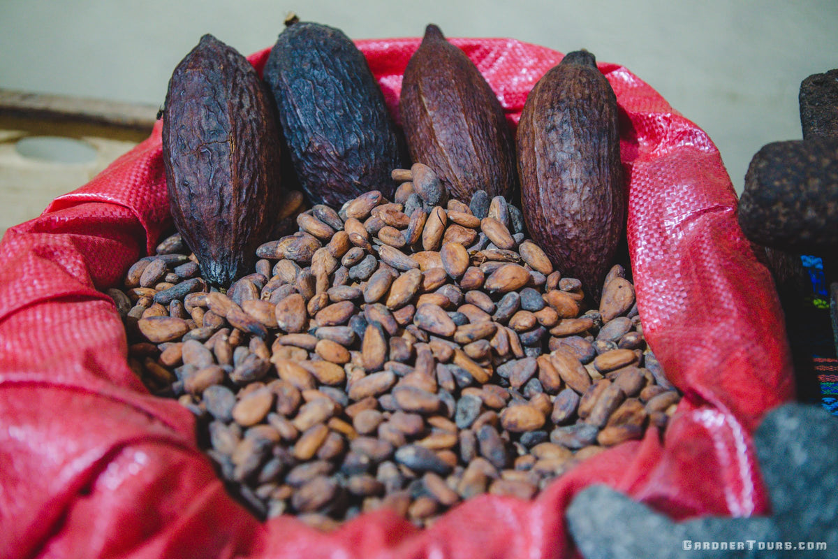 Cocoa beans and dark brown cocoa pods in a red bag.