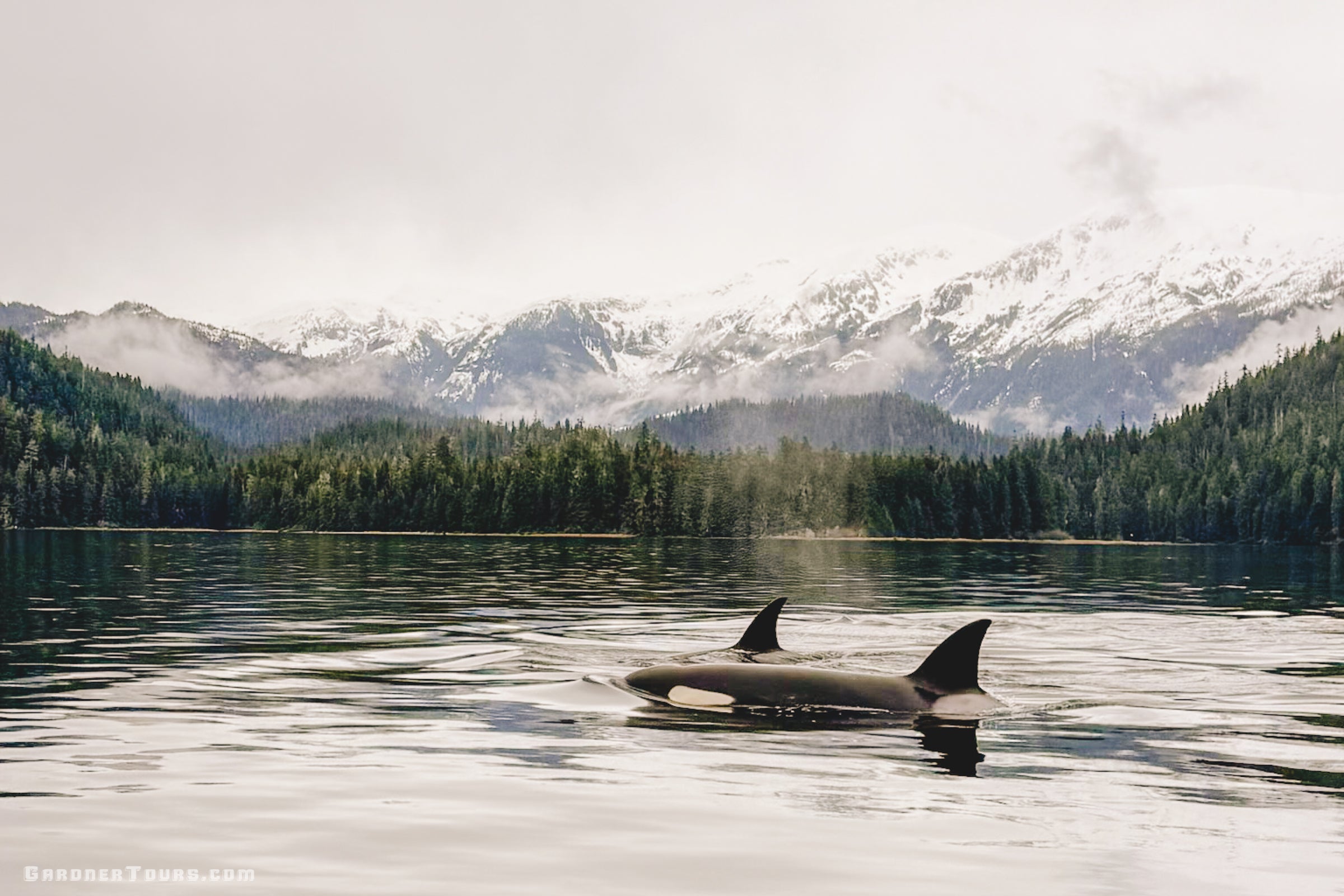 Two Orca whales surfacing in calm water with misty, snow-covered Alaska mountains in the background.