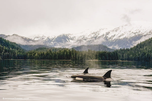 Two Orca whales surfacing in calm water with misty, snow-covered Alaska mountains in the background.