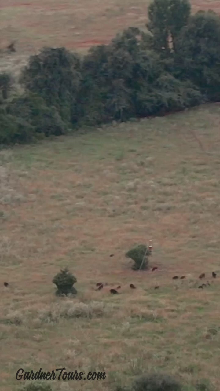 High-speed aerial drone video tracking a sounder of wild hogs running across an open Texas field at dusk.
