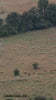 High-speed aerial drone video tracking a sounder of wild hogs running across an open Texas field at dusk.