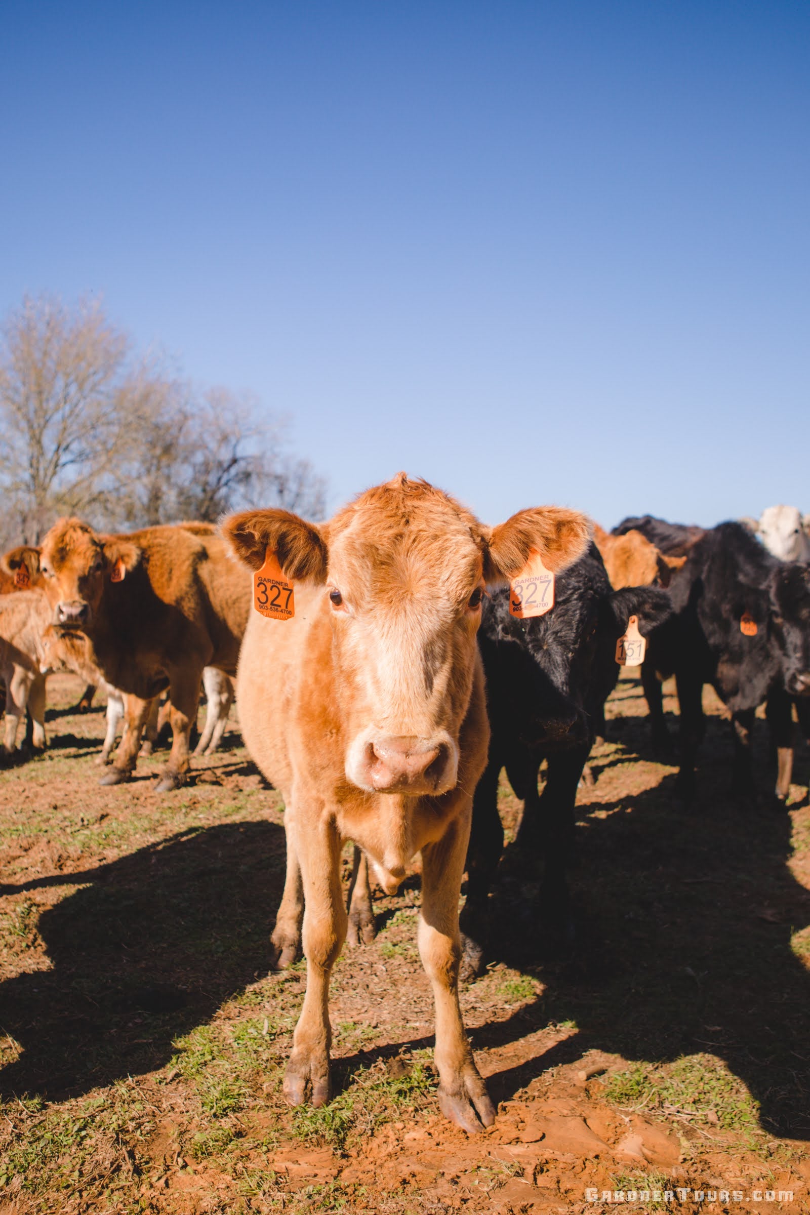 One red cow stares at the camera in the middle of a herd of cattle on a ranch outside of Centerville, Texas.