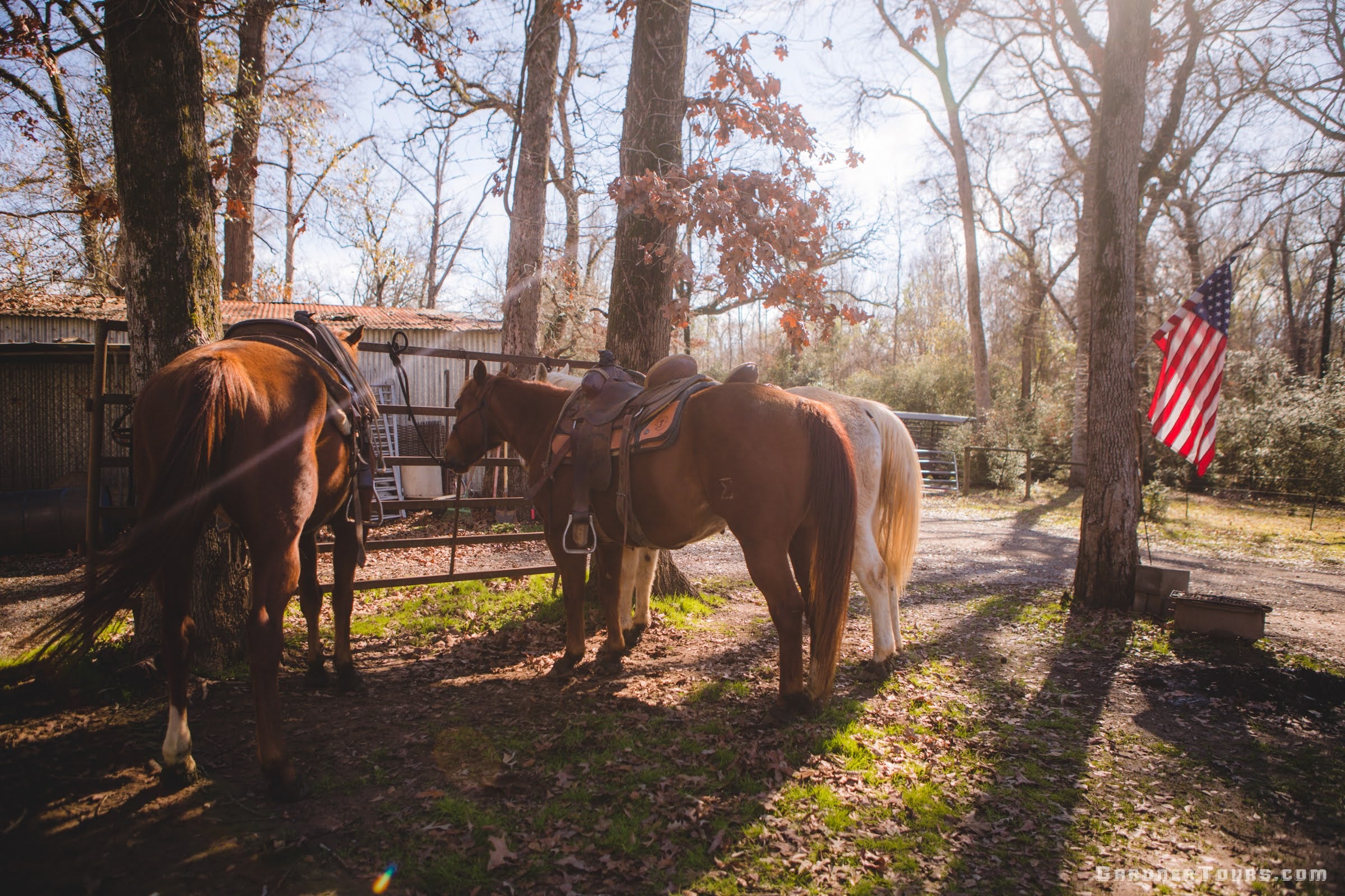 two brown horses and a white horse are saddled and ready to ride under oak trees with an American flag on the tree next to them