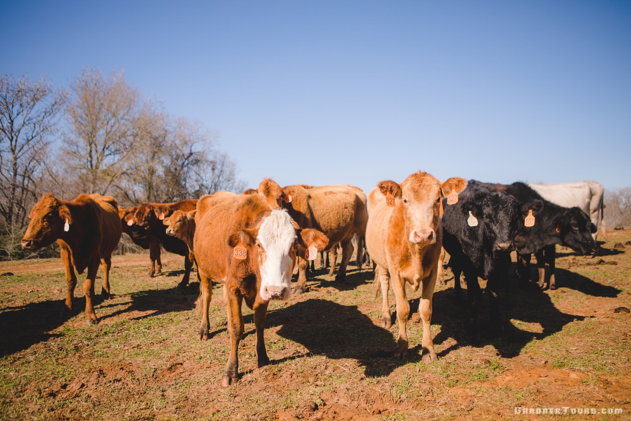 Herd of cows looking toward the camera with a big blue sky on a ranch outside Centerville, Texas.