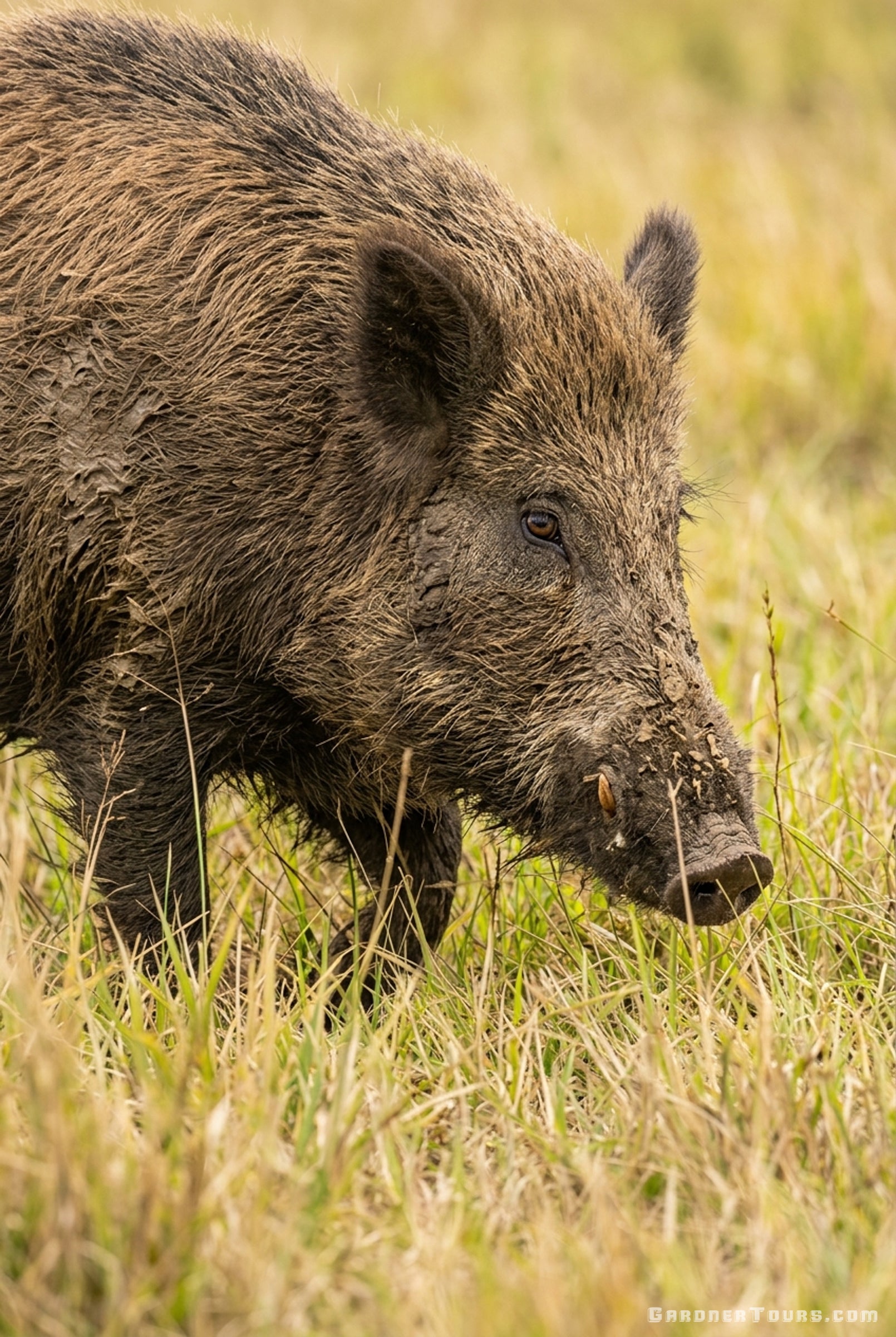 Close-up view of a muddy Texas wild boar in a grassy field highlighting its thick coat and visible tusk.