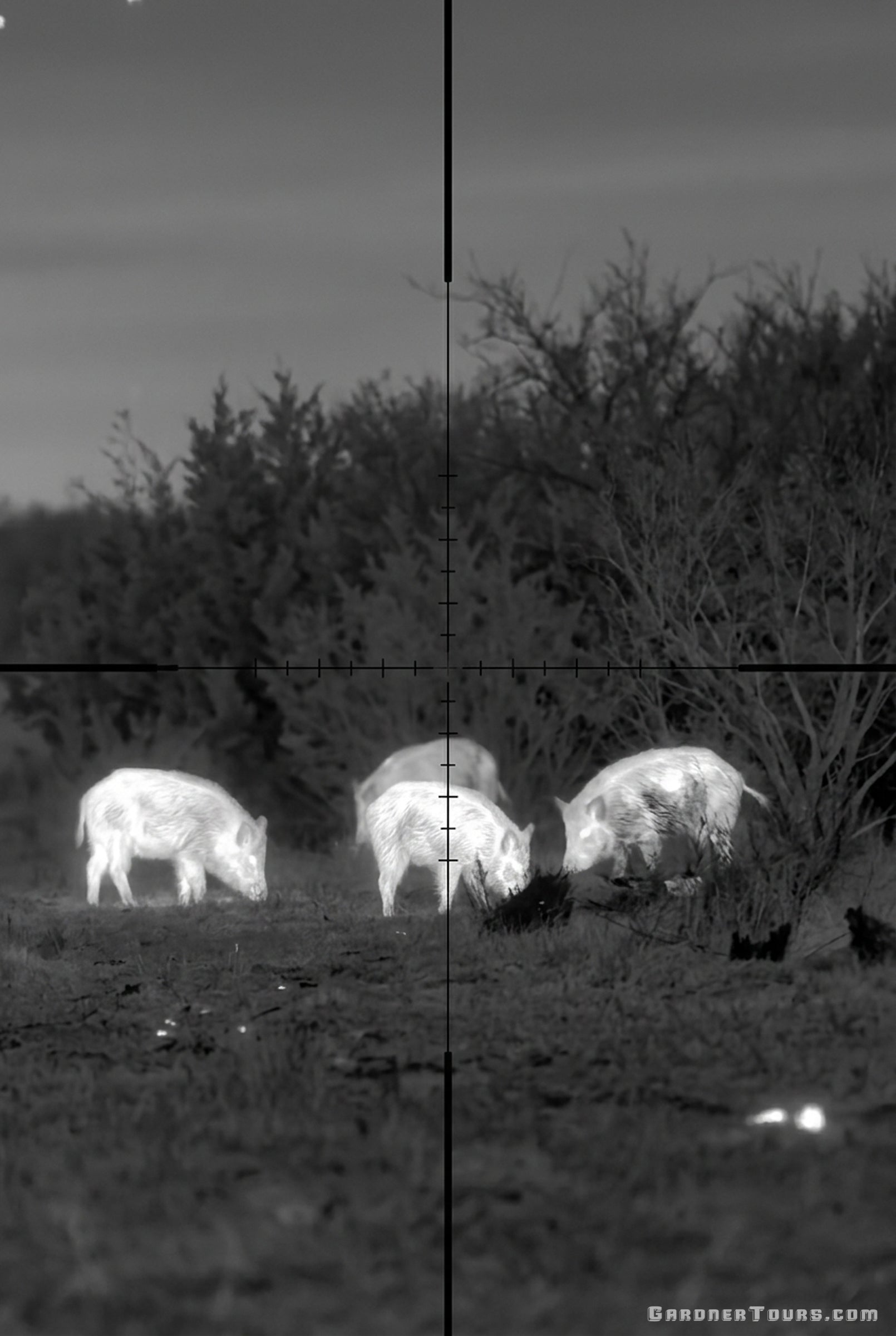 Thermal optic scope view showing a sounder of wild hogs foraging in a field during a Texas night hunt.