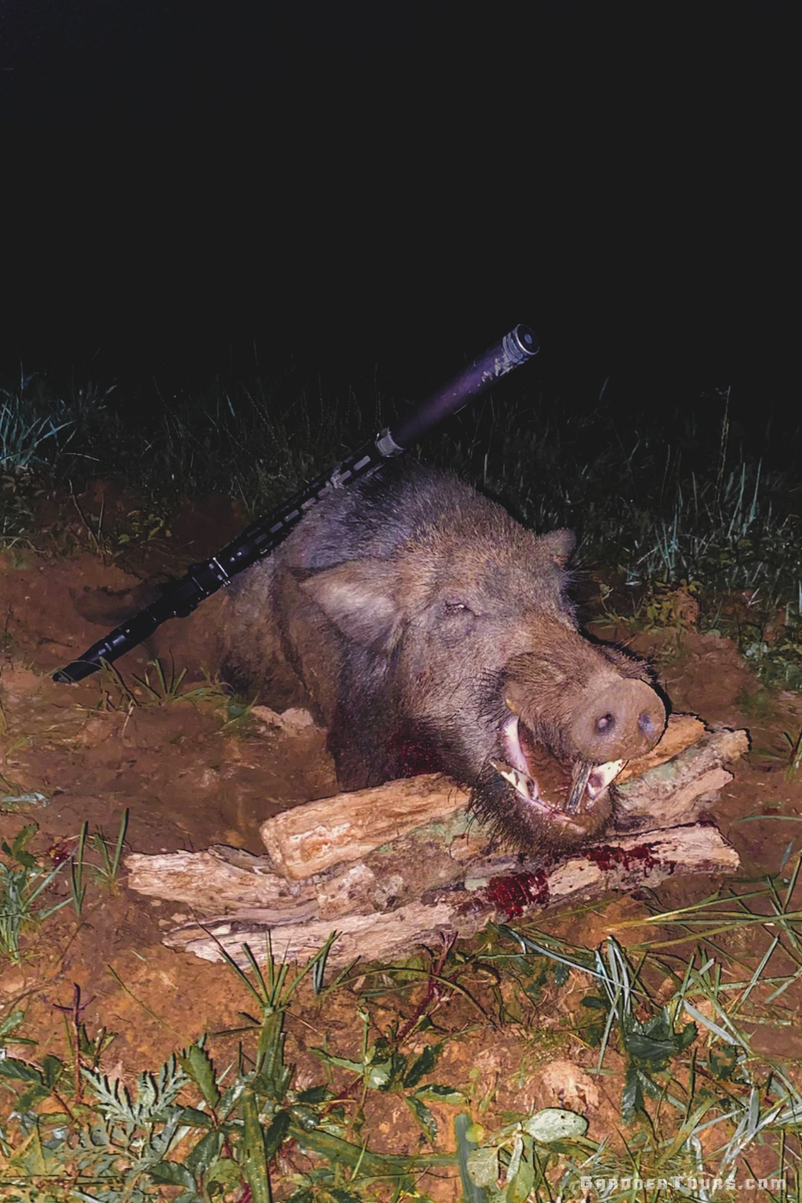 Harvested trophy wild boar displayed alongside a suppressed hunting rifle during a night hunt in Texas.