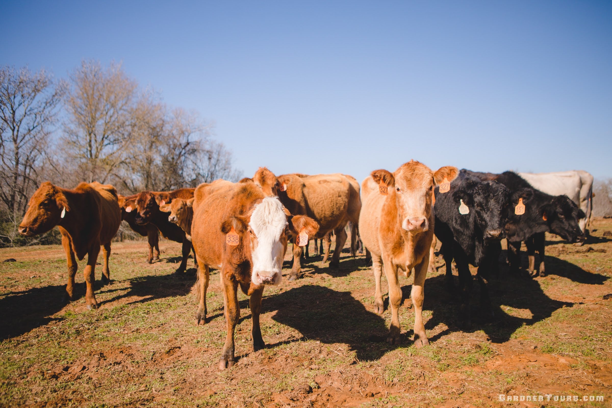 Group of cows standing on a grassy field with a clear blue sky.