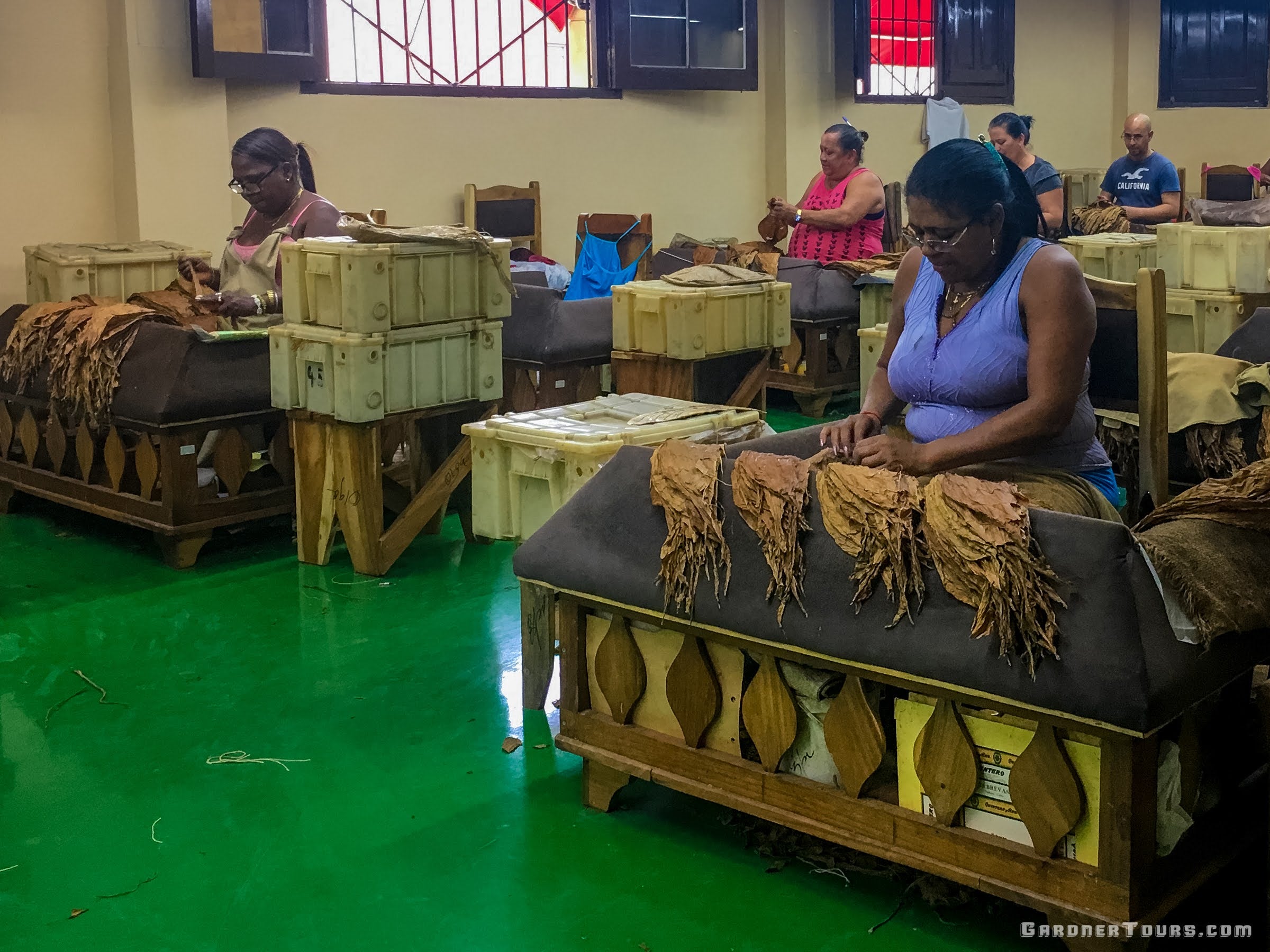Cuban Women Rolling Cuban Cigars In Factory