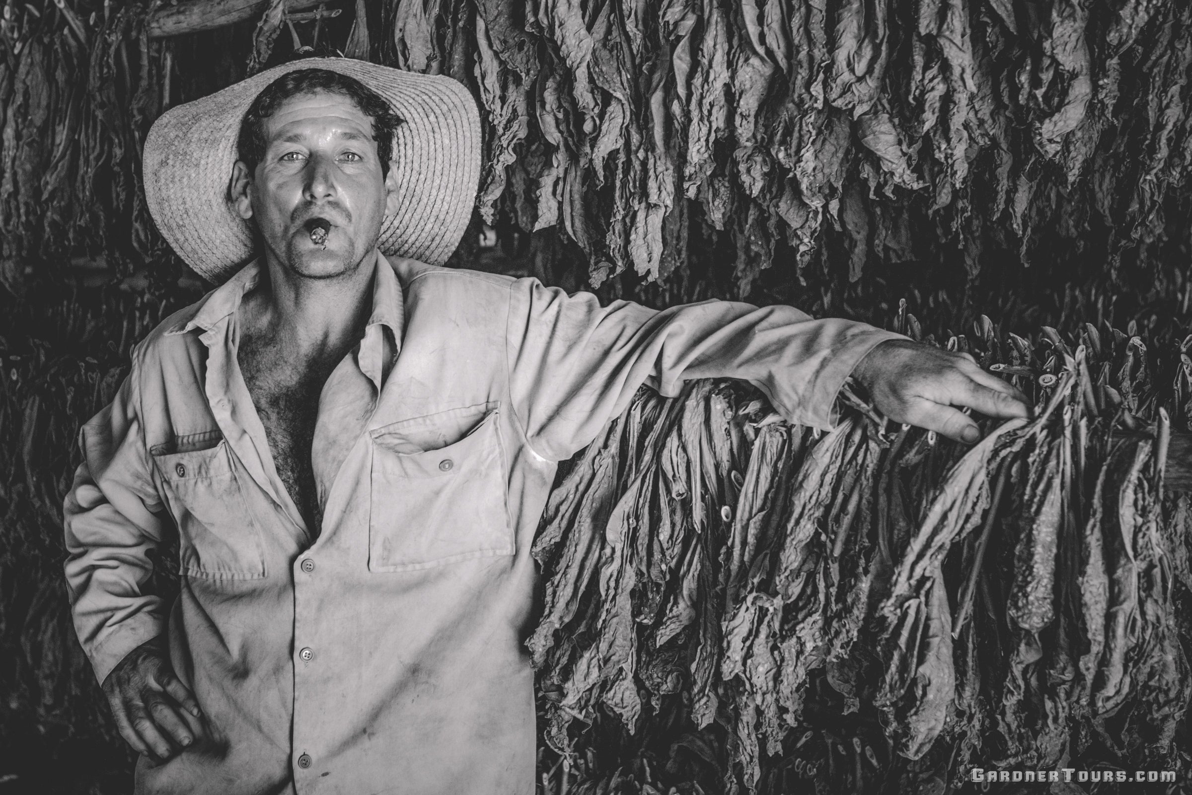 Tobacco Farmer Smoking a Cigar in front of the tobacco hanging in the drying house in Vinales, Cuba